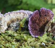 Трихаптум буро-фиолетовый (Trichaptum fuscoviolaceum)