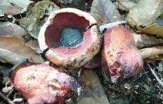 Болет пурпурный (Боровик пурпурный) (Boletus purpureus)