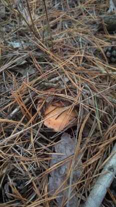 Russula sanguinaria - Сыроежка красивая