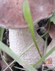 Подберезовик тундровый (Leccinum rotundifoliae)