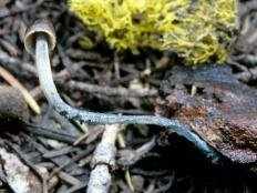 Мицена синеногая (Mycena cyanorrhiza)