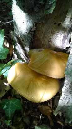 Pluteus chrysophaeus - Плютей золотисто-окрашенный