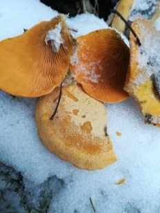 Phyllotopsis nidulans - Вёшенка оранжевая