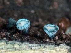 Хлороцибория сине-зеленая (Chlorociboria aeruginosa)
