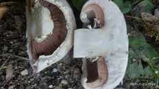Agaricus bitorquis - Шампиньон двукольцевой