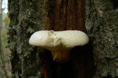 Neolentinus lepideus - Пилолистник чешуйчатый (Шпальный гриб)