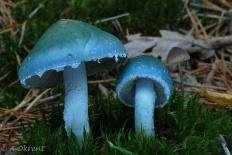Строфария небесно-синяя (Stropharia caerulea)