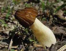 Сморчок полусвободный (Morchella semilibera)