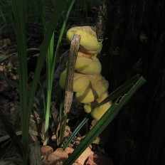 Laetiporus sulphureus - Трутовик серно-жёлтый