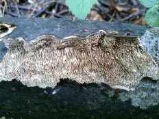 Цериопорус мягкий (Cerioporus mollis)