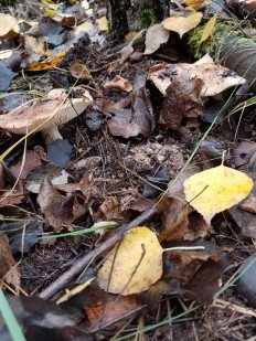 Tricholoma populinum - Рядовка тополёвая
