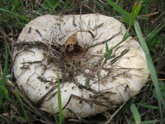Lactarius pubescens - Волнушка белая