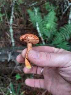 Chalciporus piperatus - Перечный гриб