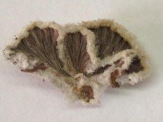 Schizophyllum commune - Щелелистник обыкновенный