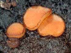 Скутеллиния щитовидная (Scutellinia scutellata)