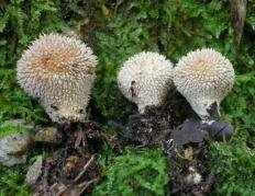 Дождевик ежевидно-колючий (Lycoperdon echinatum)