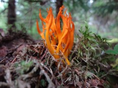 Calocera viscosa - Калоцера клейкая