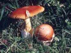 Цезарский гриб (Мухомор цезаря) (Amanita caesarea)