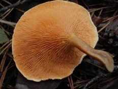 Hygrophoropsis aurantiaca - Лисичка ложная