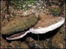Ганодерма южная (Ganoderma australe)
