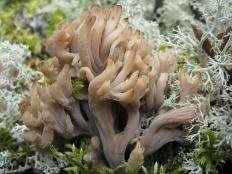 Клавулина коралловидная (Clavulina coralloides)