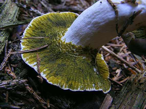 Гипомицес зелёный (Hypomyces viridis)