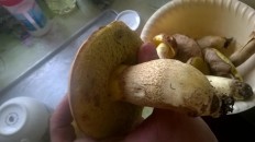 Hemileccinum impolitum - Полубелый гриб