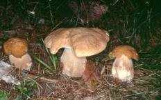 Белый гриб берёзовый (Boletus betulicola)