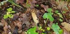 Morchella semilibera - Сморчок полусвободный
