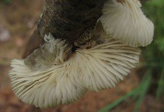 Хоенбюелия серая (Hohenbuehelia grisea)