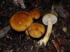 Паутинник слизистый (Cortinarius mucosus)