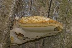 Пиптопорус дубовый (Трутовик дубовый) (Buglossoporus quercinus)