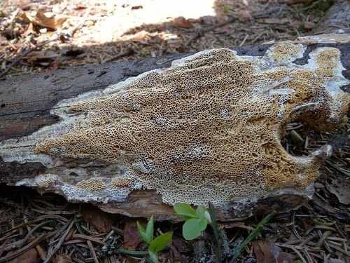 Белый домовой гриб (Antrodia sinuosa)