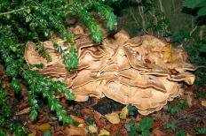 Мерипилус гигантский (Meripilus giganteus)