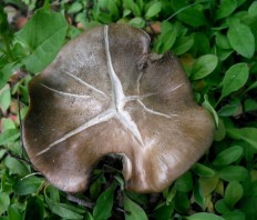 Entoloma clypeatum - Энтолома садовая