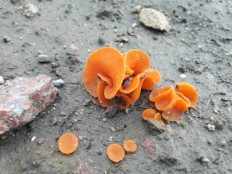 Aleuria aurantia - Алеврия оранжевая