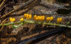 Леокарпус ломкий (Leocarpus fragilis)