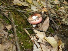 Russula rosea - Сыроежка розовая