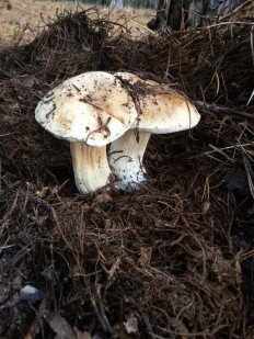 Boletus betulicola - Белый гриб берёзовый