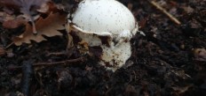Amanita ovoidea - Мухомор яйцевидный