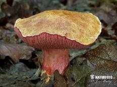 Маслёнок рубиновый (Rubinoboletus rubinus)