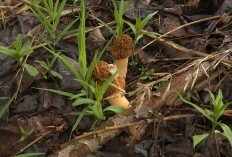 Шапочка сморчковая (Verpa bohemica)