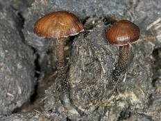 Строфария говняная (Какашкина лысина) (Deconica coprophila)
