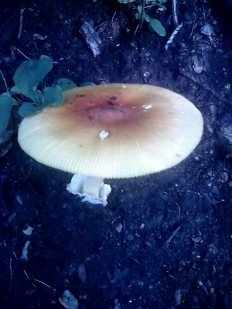 Amanita caesareoides - Цезарский гриб дальневосточный