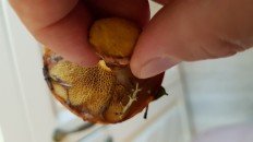 Suillus spectabilis - Маслёнок примечательный
