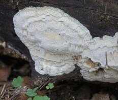 Amyloporia sinuosa - Белый домовой гриб