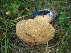 Гиропорус синеющий (Gyroporus cyanescens)