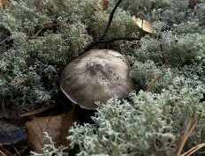 Рядовка серая (Tricholoma portentosum)