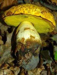 Боровик жёлтый (Sutorius junquilleus)