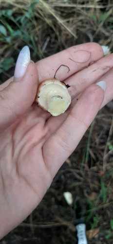 Suillus granulatus - Маслёнок зернистый